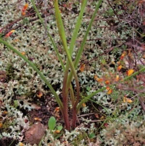 Diuris pardina at Sutton, NSW - 22 Oct 2022