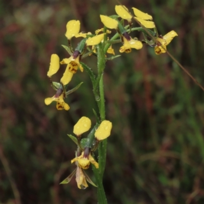 Diuris nigromontana (Black Mountain Leopard Orchid) at Sutton, NSW - 22 Oct 2022 by AndyRoo