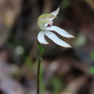 Caladenia moschata (Musky Caps) at Sutton, NSW - 22 Oct 2022 by AndyRoo