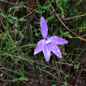 Glossodia major at Sutton, NSW - suppressed