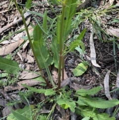 Rumex brownii (Slender Dock) at Higgins, ACT - 4 Nov 2022 by Untidy