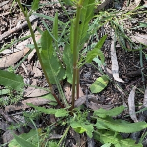 Rumex brownii at Higgins, ACT - 4 Nov 2022