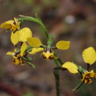 Diuris nigromontana (Black Mountain Leopard Orchid) at Sutton, NSW - 22 Oct 2022 by AndyRoo