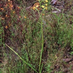 Diuris nigromontana at Sutton, NSW - 22 Oct 2022