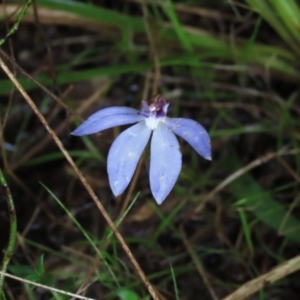 Cyanicula caerulea at Sutton, NSW - suppressed