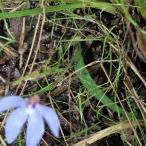 Cyanicula caerulea at Sutton, NSW - suppressed