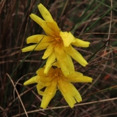 Microseris walteri (Yam Daisy, Murnong) at Sutton, NSW - 22 Oct 2022 by AndyRoo