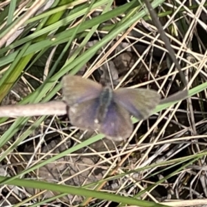 Erina sp. (genus) at Molonglo Valley, ACT - 19 Oct 2022