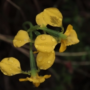 Diuris pardina at Sutton, NSW - suppressed