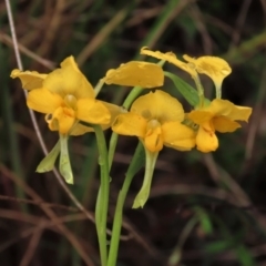 Diuris pardina at Sutton, NSW - suppressed