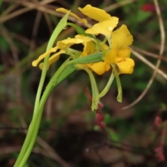 Diuris pardina at Sutton, NSW - suppressed