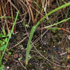 Diuris pardina at Sutton, NSW - suppressed