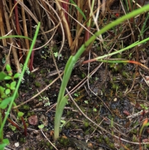 Diuris pardina at Sutton, NSW - suppressed