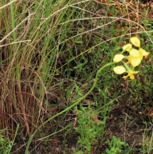 Diuris pardina at Sutton, NSW - suppressed