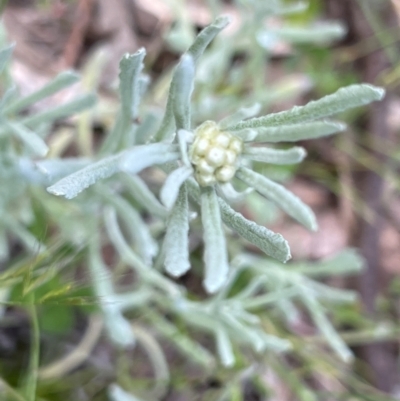 Pseudognaphalium luteoalbum (Jersey Cudweed) at Higgins, ACT - 4 Nov 2022 by Untidy