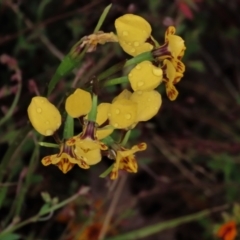 Diuris nigromontana at Sutton, NSW - 22 Oct 2022