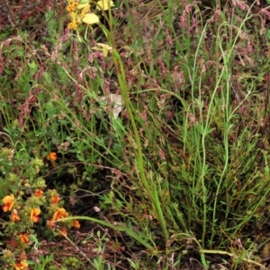 Diuris nigromontana at Sutton, NSW - 22 Oct 2022