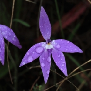 Glossodia major at Sutton, NSW - suppressed