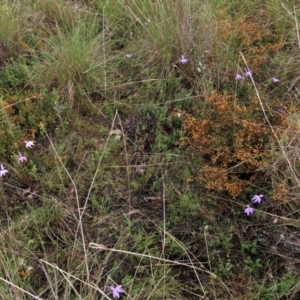 Glossodia major at Sutton, NSW - suppressed