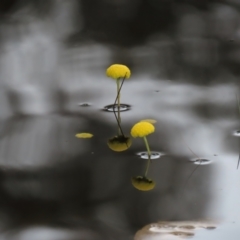 Craspedia sp. (Billy Buttons) at Sutton, NSW - 22 Oct 2022 by AndyRoo