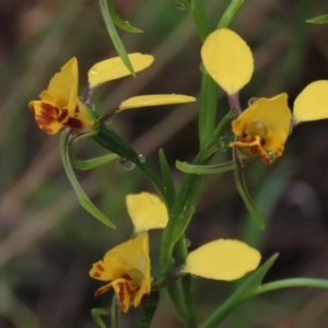 Diuris nigromontana at Sutton, NSW - 22 Oct 2022