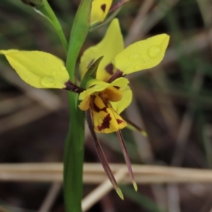 Diuris sulphurea at Sutton, NSW - 22 Oct 2022