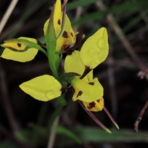 Diuris sulphurea at Sutton, NSW - suppressed