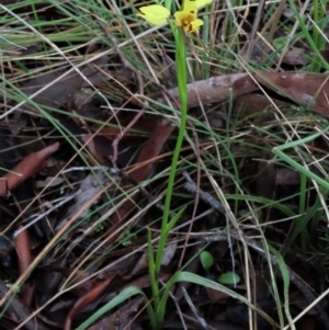 Diuris sulphurea at Sutton, NSW - suppressed