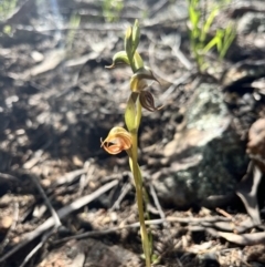 Oligochaetochilus hamatus (Southern Hooked Rustyhood) - 1 Jan 1900 by JasonC