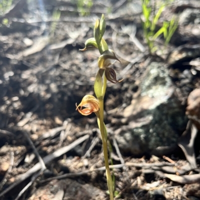 Oligochaetochilus hamatus (Southern Hooked Rustyhood) - 1 Jan 1900 by JasonC
