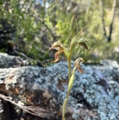 Oligochaetochilus hamatus (Southern Hooked Rustyhood) - 1 Jan 1900 by JasonC