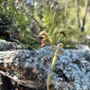 Oligochaetochilus hamatus at Coree, ACT - 4 Nov 2022