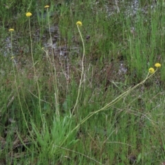 Craspedia variabilis (Common Billy Buttons) at Sutton, NSW - 22 Oct 2022 by AndyRoo