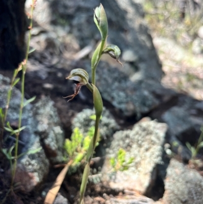 Oligochaetochilus hamatus (Southern Hooked Rustyhood) - 1 Jan 1900 by JasonC