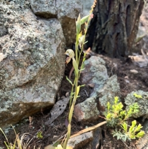 Oligochaetochilus hamatus at Coree, ACT - 4 Nov 2022