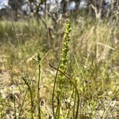 Microtis sp. (Onion Orchid) at Holt, ACT - 4 Nov 2022 by JasonC