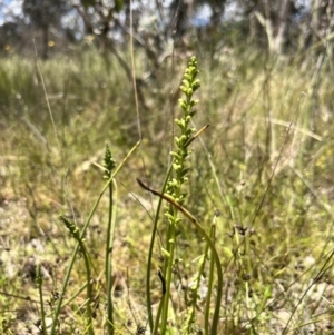 Microtis sp. at Holt, ACT - suppressed