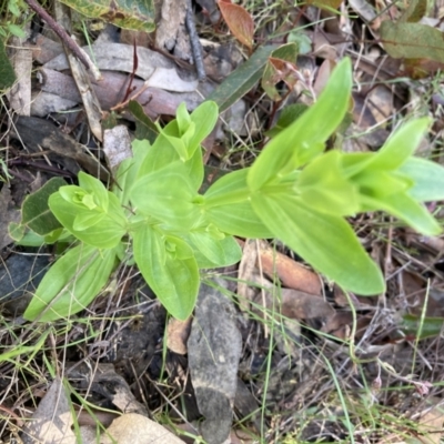 Centaurium sp. (Centaury) at Molonglo Valley, ACT - 3 Nov 2022 by Jenny54