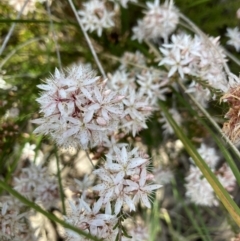 Calytrix tetragona (Common Fringe-myrtle) at Aranda, ACT - 4 Nov 2022 by Jenny54