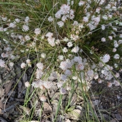 Calytrix tetragona at Aranda, ACT - 4 Nov 2022 09:18 AM