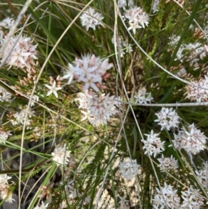 Calytrix tetragona at Aranda, ACT - 4 Nov 2022 09:18 AM