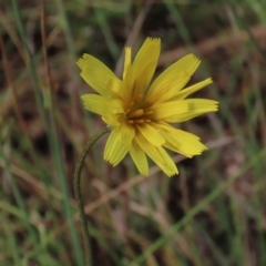 Microseris walteri (Yam Daisy, Murnong) at Sutton, NSW - 22 Oct 2022 by AndyRoo