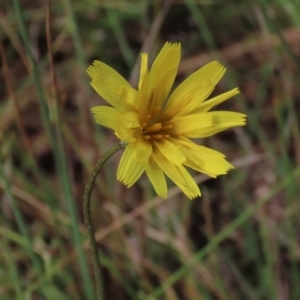 Microseris walteri at Sutton, NSW - 22 Oct 2022