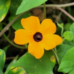 Thunbergia alata (Black-eyed Susan) at Mooney Mooney, NSW - 4 Nov 2022 by trevorpreston