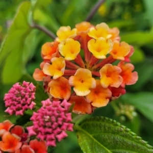 Lantana camara at Mooney Mooney, NSW - 4 Nov 2022