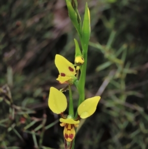 Diuris sulphurea at Sutton, NSW - 22 Oct 2022