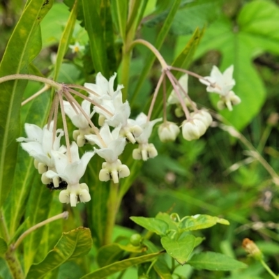 Gomphocarpus fruticosus (Narrow-leaved Cotton Bush) at Mooney Mooney, NSW - 4 Nov 2022 by trevorpreston