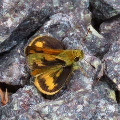 Ocybadistes walkeri (Green Grass-dart) at Theodore, ACT - 4 Nov 2022 by owenh