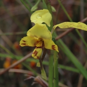 Diuris pardina at Sutton, NSW - suppressed