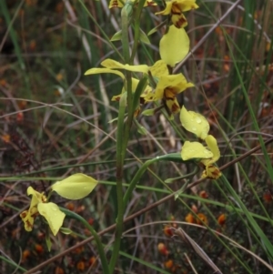 Diuris pardina at Sutton, NSW - suppressed